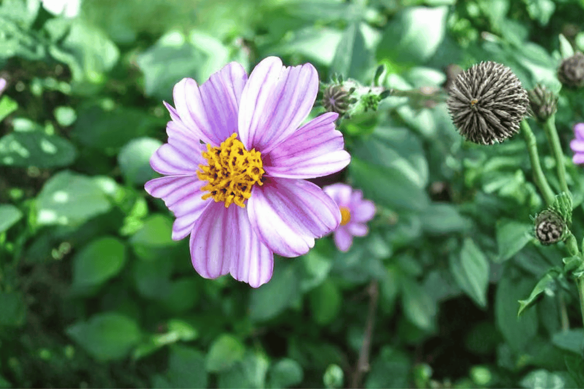 Pretty in Pink Beggarticks 1 Live Plant – 4-Inch Pot – Bidens ferulifolia ‘Pretty in Pink’