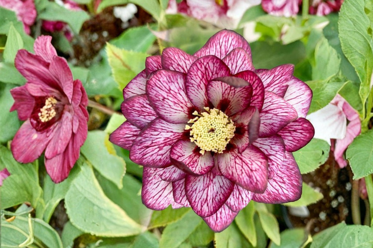 Hellebore ‘Whirlwind Romance’ (Helleborus x hybridus) – Gal Size, Healthy Root System, Intact Foliage, Lenten Rose Perennial