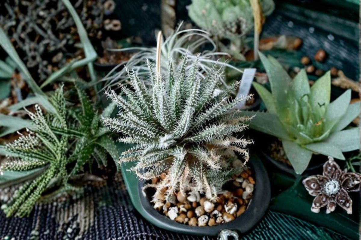 Live Succulent Plant in 4-Inch Pot – Aloe haworthioides