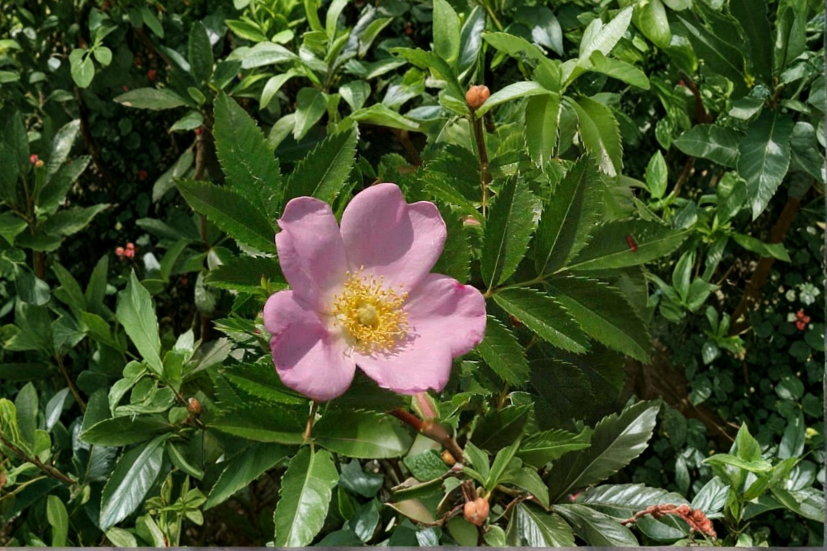 Pasture Rose Live Plant in 2-Gallon Pot, Pink Flowers, Native Rosa carolina, Hardy Deciduous Shrub for Garden Landscape