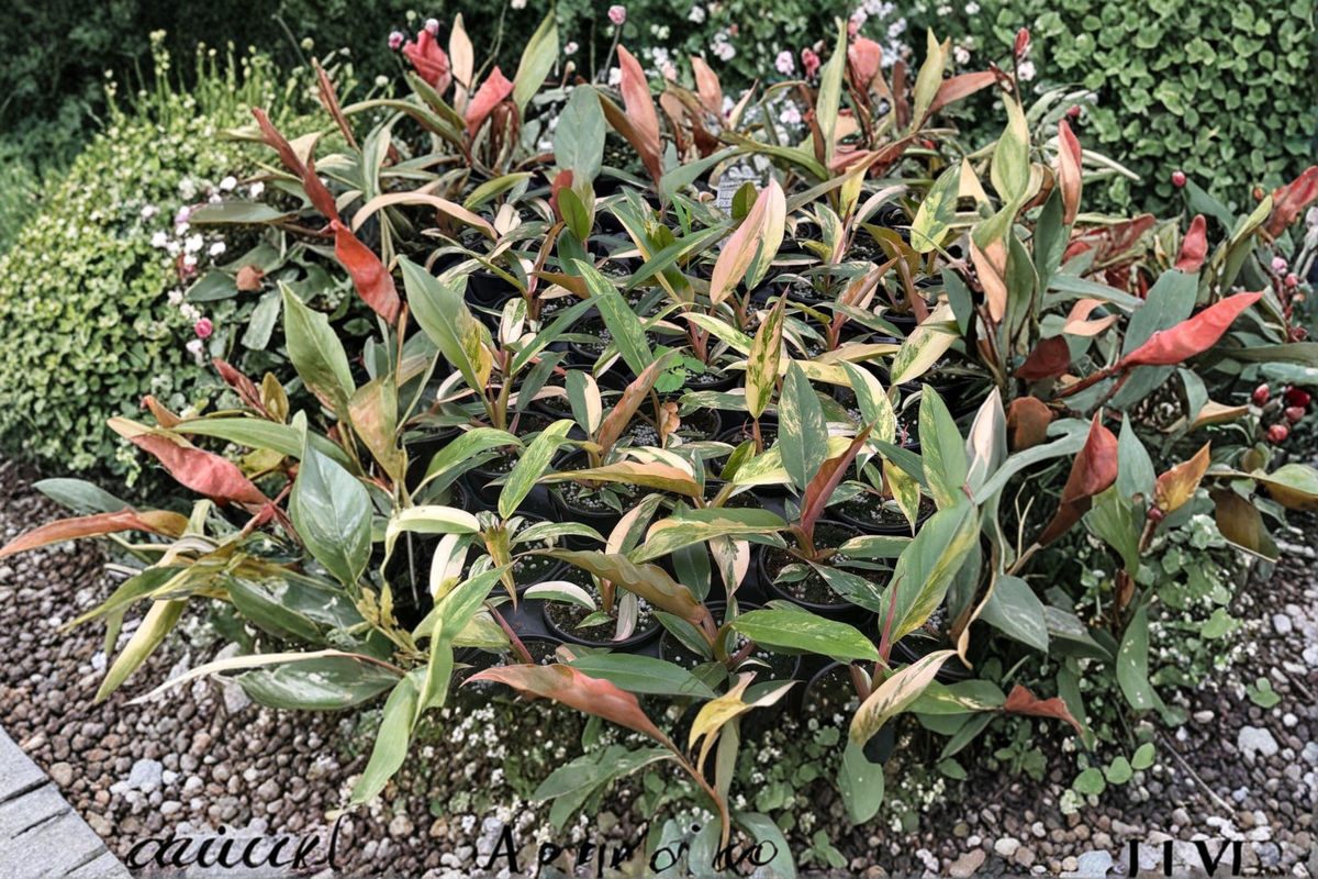 Philodendron Caramel Marble Live Plant – 4 Inch Pot, Variegated Tropical Indoor Houseplant, Rare Foliage, Gift