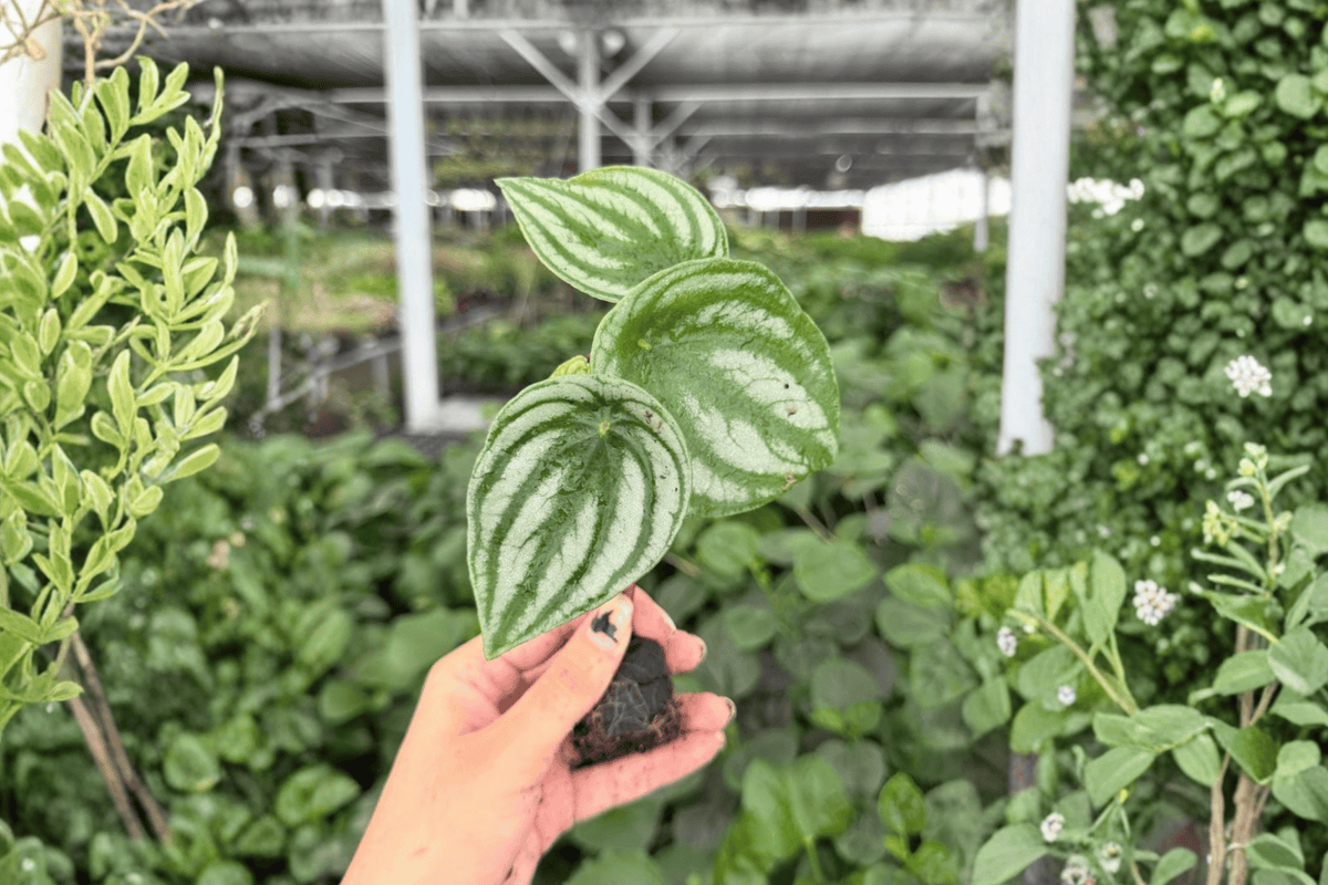 Watermelon Peperomia 2 Exact Starter Plants – Peperomia argyreia 2” Size Bare Root