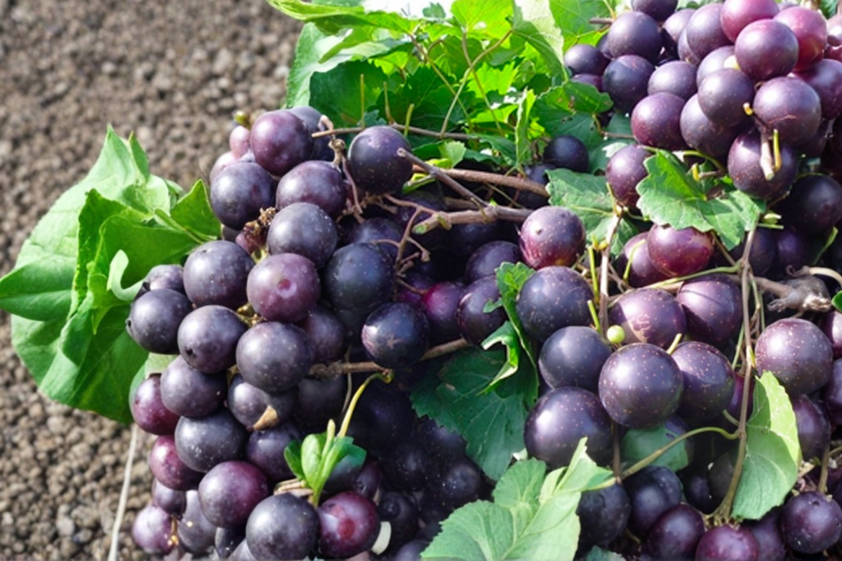 Black Cowart Muscadine Grape Vine Live Plant 2-Gallon Self-Fertile Climbing Fruit Vine for Garden Trellis
