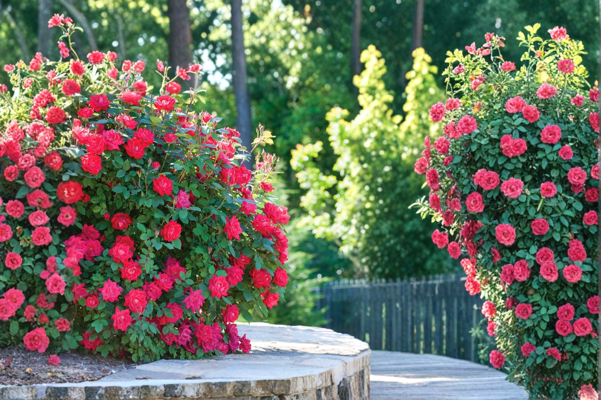 Double Knock Out Red Rose Plant 1 Gal - Live Bush with Double Blooms, Easy Care Shrub for Garden Landscaping, Rosa 'Double Knock Out'