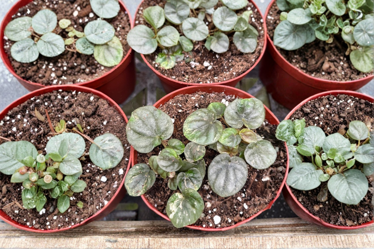Peperomia Pink Lady Live Plant Variegated Tropical Starter Houseplant Rare Indoor Plant in 4 Inch Grower Pot Gift