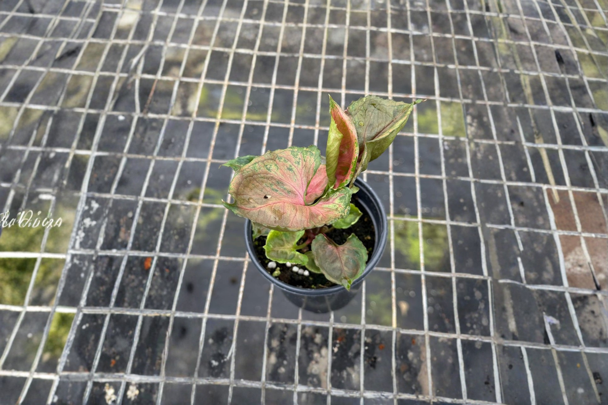 Syngonium Strawberry Ice Live Plant – Pink, Green, Cream Variegated Indoor Houseplant, Tropical Arrowhead, Starter Plant