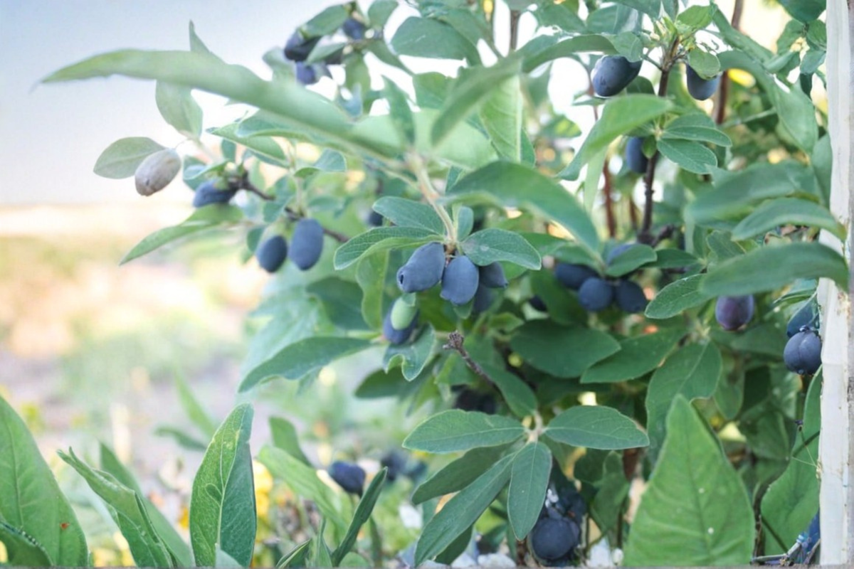 Blue Sea Honeyberry Live Plant – Fruiting Shrub, Edible Garden, Lonicera caerulea, Cold Hardy, Compact, Berry Bush