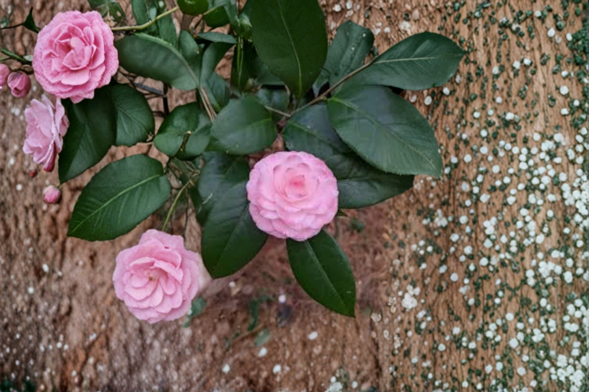 Japanese Camellia ‘Grace Albritton’ 1 Gallon Live Plant – Pink Evergreen Flowering Shrub for Shade Gardens