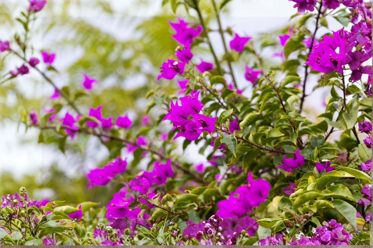 Violet Bougainvillea Live Starter Plant – Well Rooted Plug in Container – Bougainvillea spp.