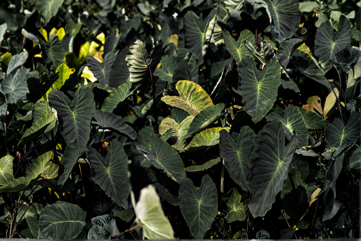 Black Ruffles Elephant Ear Live Plant – Colocasia esculenta 'Black Ruffles'
