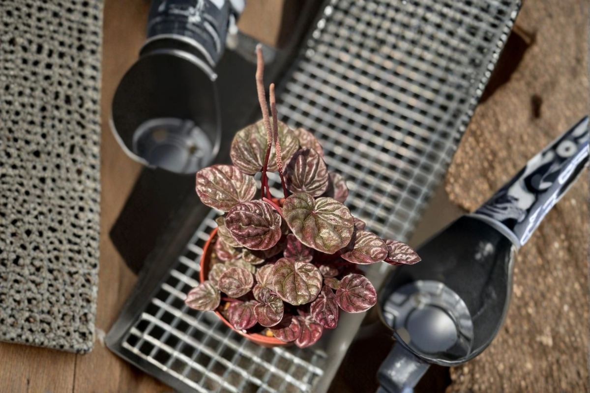 Peperomia Schumi Red Live Plant, Tropical Houseplant in 3-Inch Pot, Deep Red Foliage, Beginner-Friendly, Pet Safe Indoor Plant