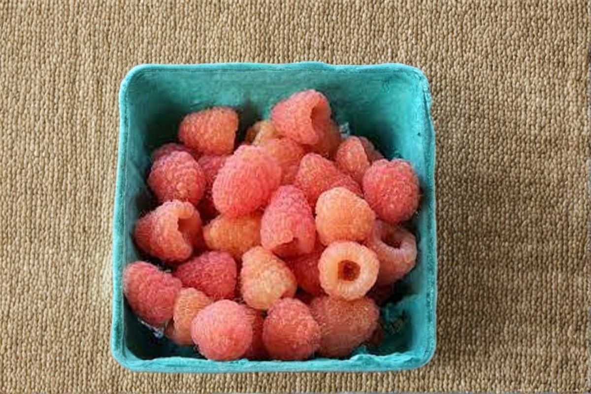 Double Gold Raspberry Plant Live 1 Gallon Potted Fruit Bearing Raspberry Bush Yellow Berry Plant Ready to Grow