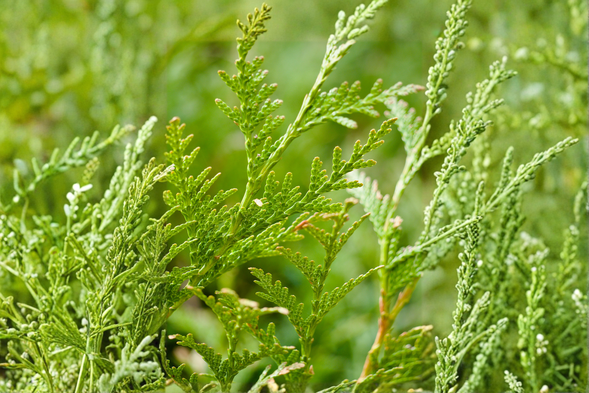 Eastern Red Cedar 10 Live Seedlings | Juniperus virginiana