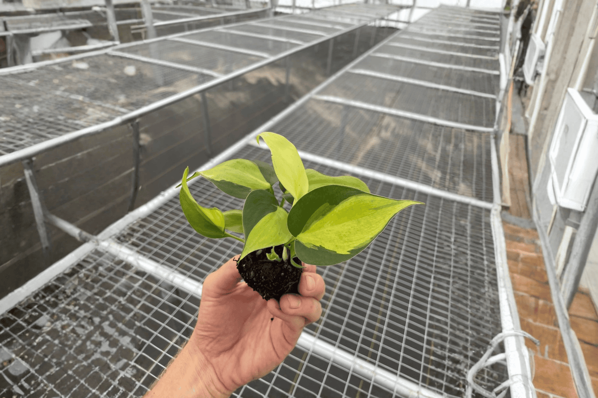 Philodendron Brasil 2 Live Starter Plants – Philodendron hederaceum ‘Brasil’