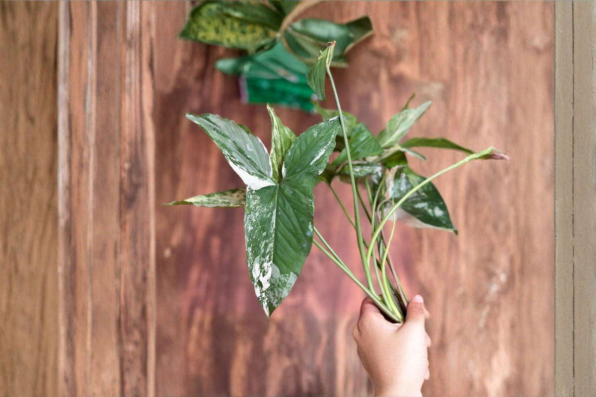 Syngonium Albo Live Plant Cutting - Variegated Arrowhead Tropical Indoor Houseplant, Green & White Foliage, Rare Starter Plant