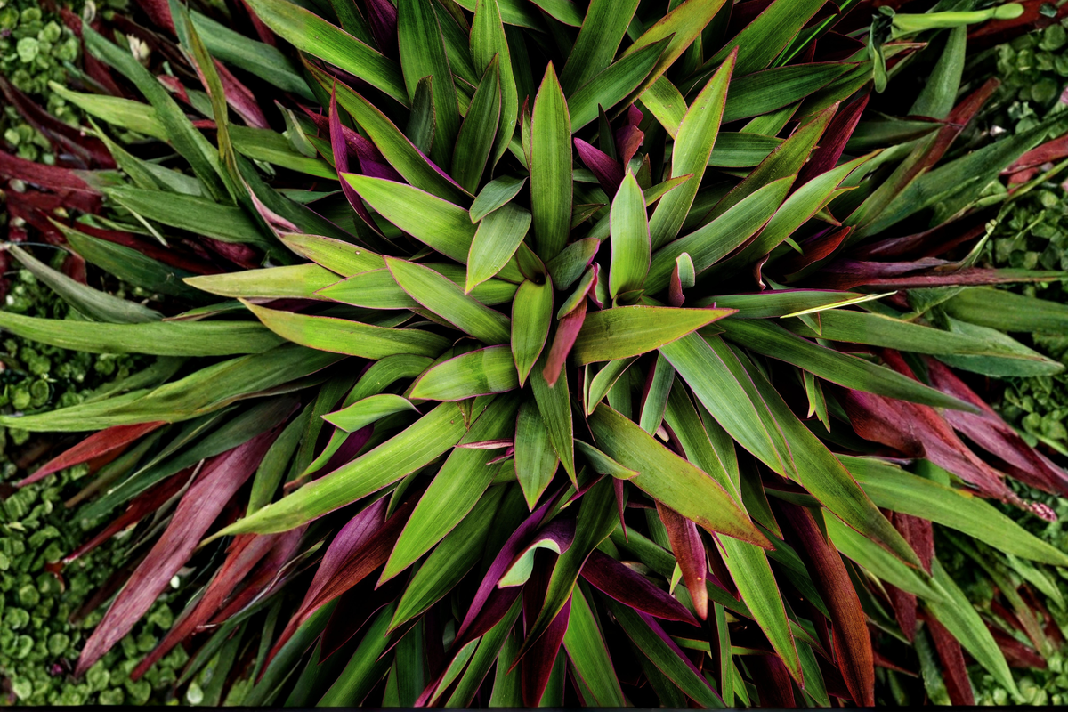 Oyster Plant Moses in the Cradle - 5 Live Rooted Tradescantia spathacea Plants