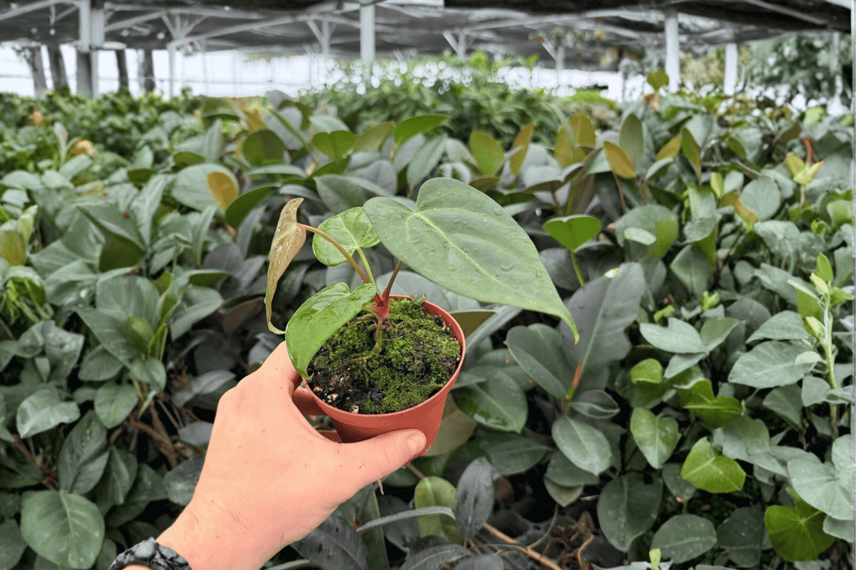 Anthurium Xone x Dressleri 2 Exact Live Plants – 4-Inch Pots