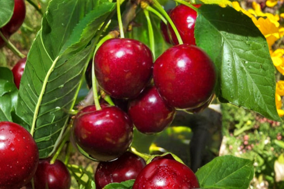 Dwarf English Morello Cherry Seeds – Tart Cherry Tree for Container & Outdoor Growing – Prunus cerasus