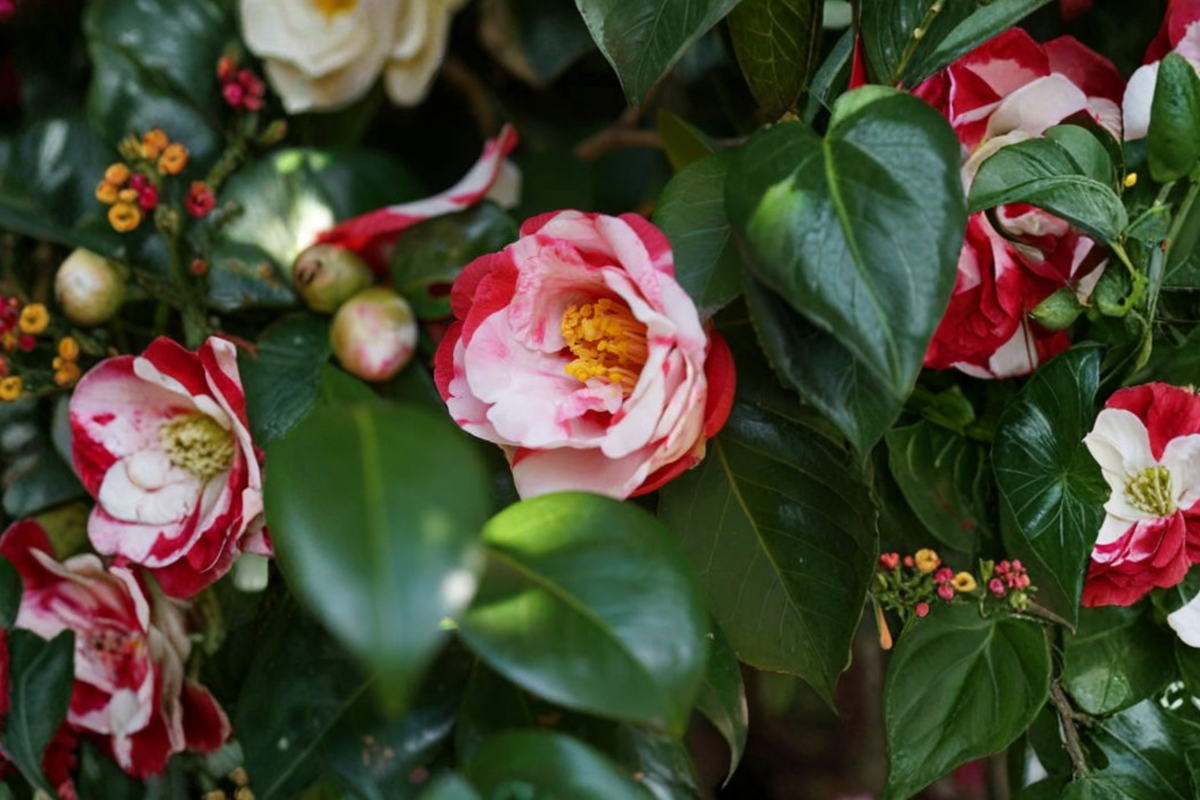 Iwane-Shibori Camellia Japonica Live Starter Plant – Bicolor Bloom Camellia in Pot
