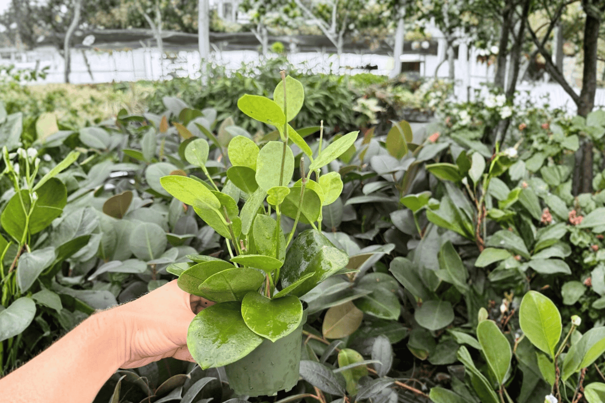 Hoya Australis 2 Exact Live Plants – 4-Inch Pots – Hoya australis