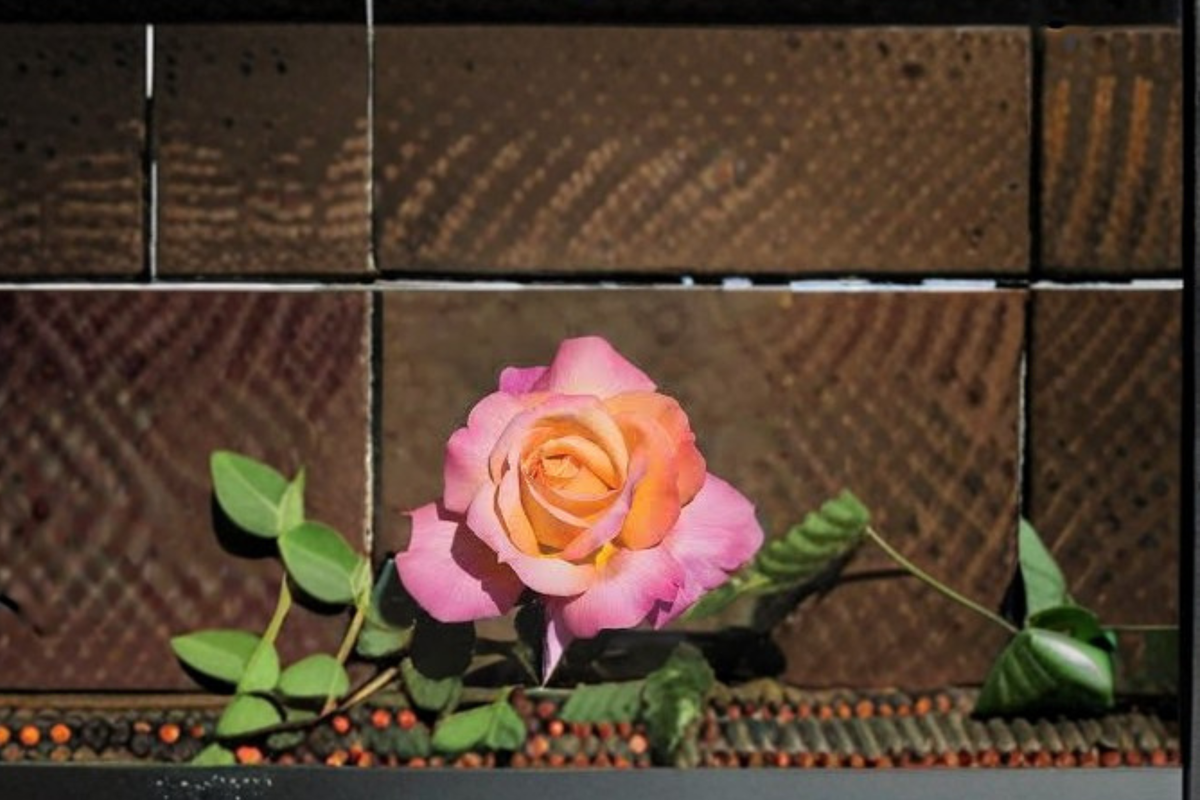Chicago Peace Rose Live Plant - 2 Gallon Pink Yellow Hybrid Tea Rose Bush for Garden Landscaping