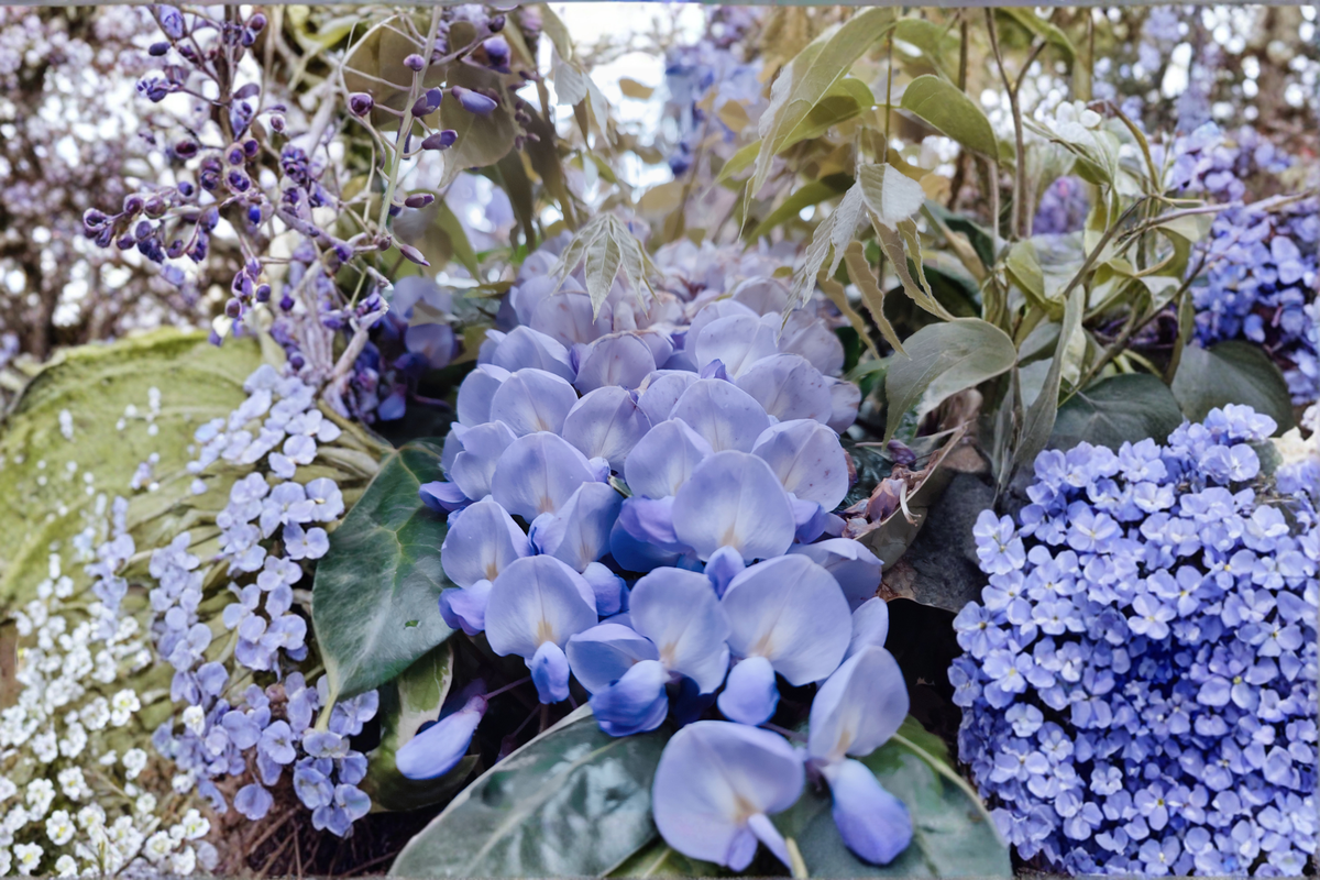 Blue Moon Wisteria Live Plant – 6 to 14 Inches Tall – Wisteria macrostachya