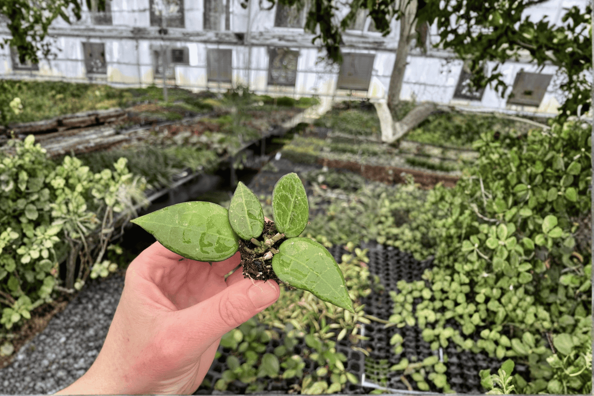 2 Hoya 'Black Margin' Starter Plants – Live Hoya Houseplants