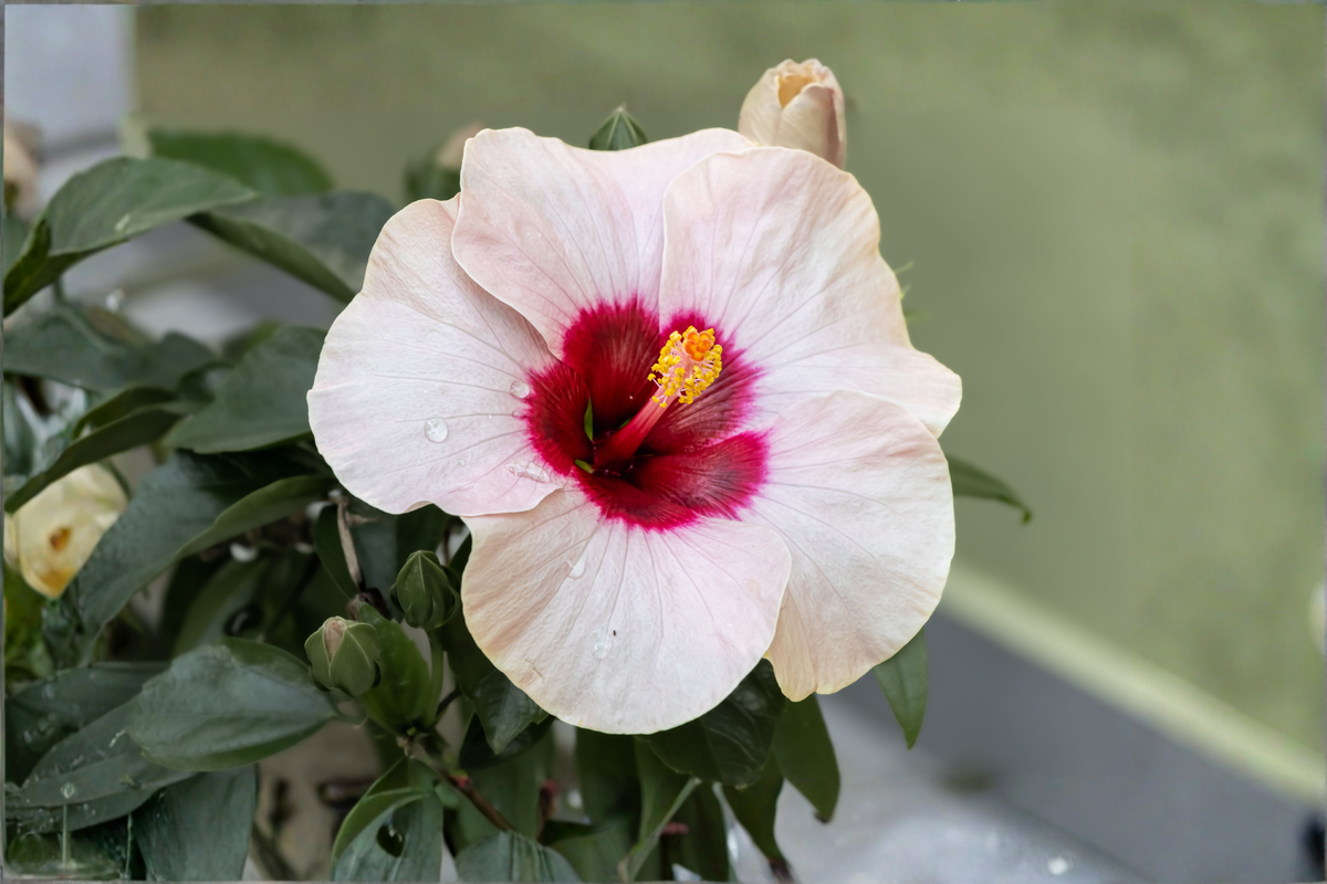 Angel Eyes Hardy Hibiscus Live Plant – 2.5 Inch Pot – Pink Flower – Hibiscus 'Angel Eyes'