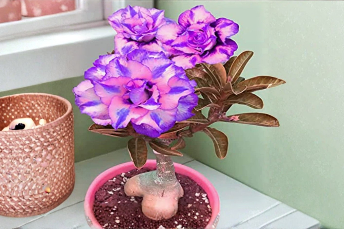 Purple and Pink Desert Rose Seeds, Adenium obesum, Flowering Succulent, 10 Seeds for Indoor & Outdoor Growing