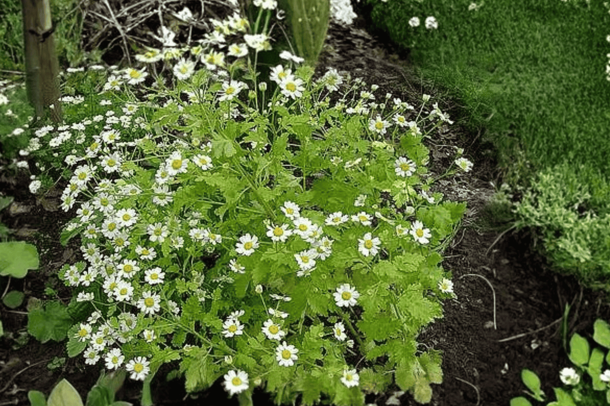 Golden Feather 1 Live Plant – 4-Inch Pot – Chrysanthemum parthenium ‘Aureum’