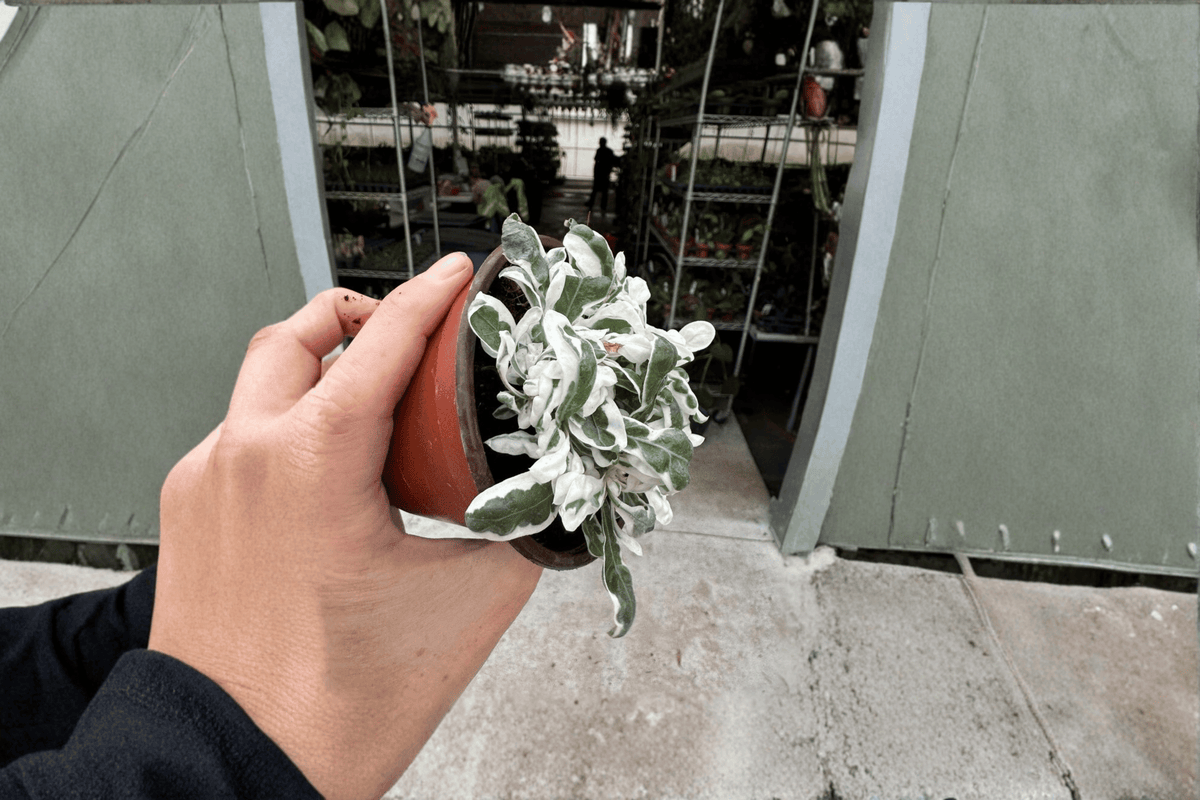 Alternanthera Snow Queen 2 Live Plants – Alternanthera 4” Size Bare Root