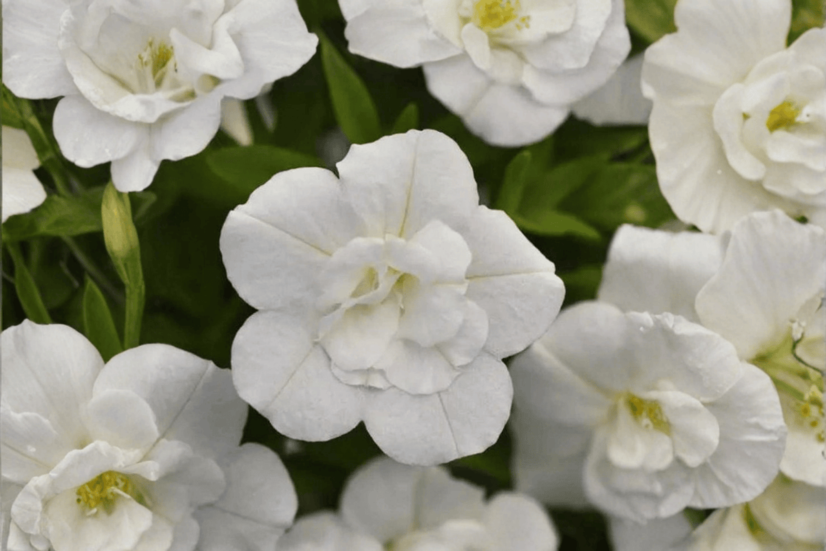 MiniFamous Uno Double White Million Bells 1 Live Plant – 4-Inch Pot – Calibrachoa