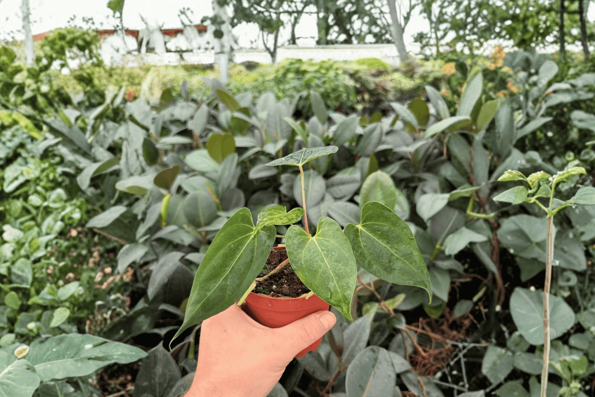 Anthurium Legend × Dark Phoenix 2 Exact Live Plants – Anthurium Hybrid 4” Size Bare Root