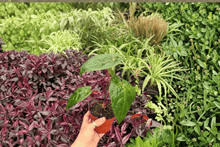 Anthurium Dark Phoenix x Papillilaminum – 2 Exact Live Plants in 4” Pots