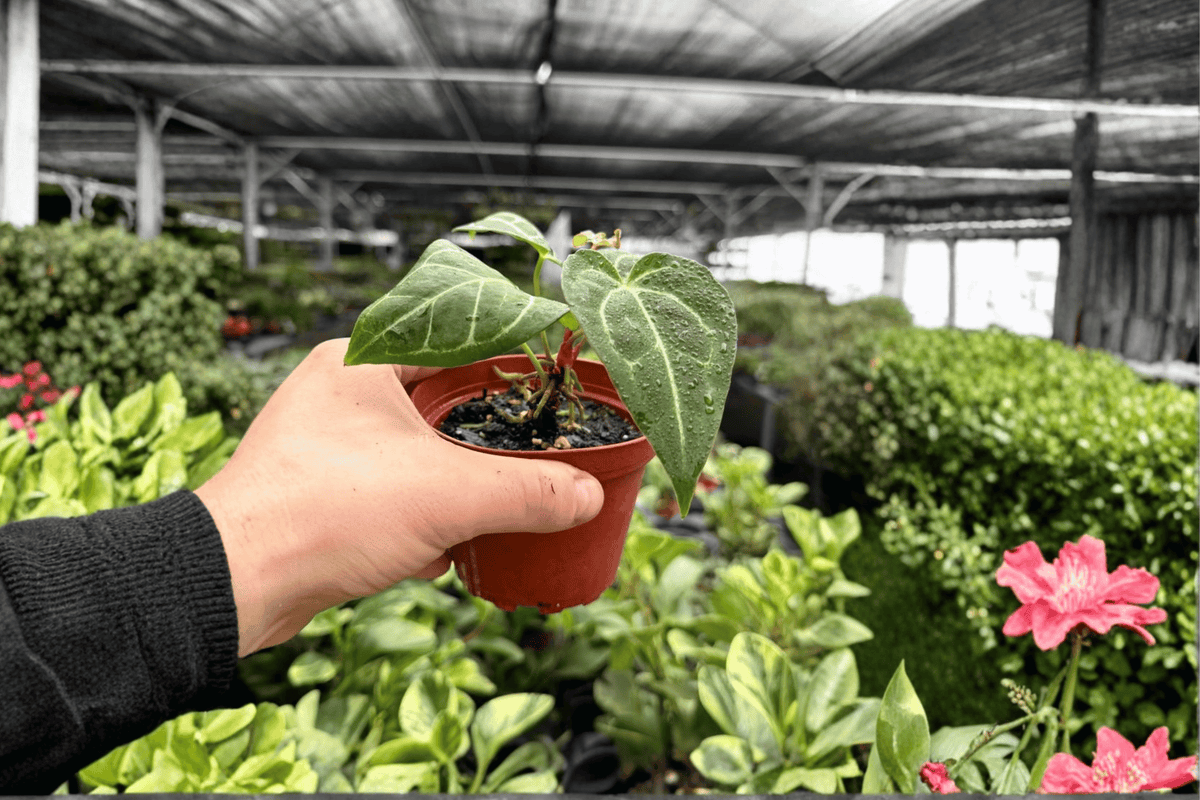 Anthurium Papillilaminum x Crystal Dark Fantasy 2 Exact Live Plants – 4-Inch Pots