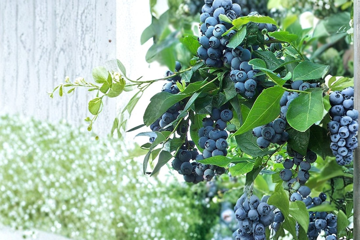 Powderblue Blueberry Plant Live 1-3 Ft Rabbiteye Vaccinium ashei Fruit Bush for Garden & Outdoor Landscape