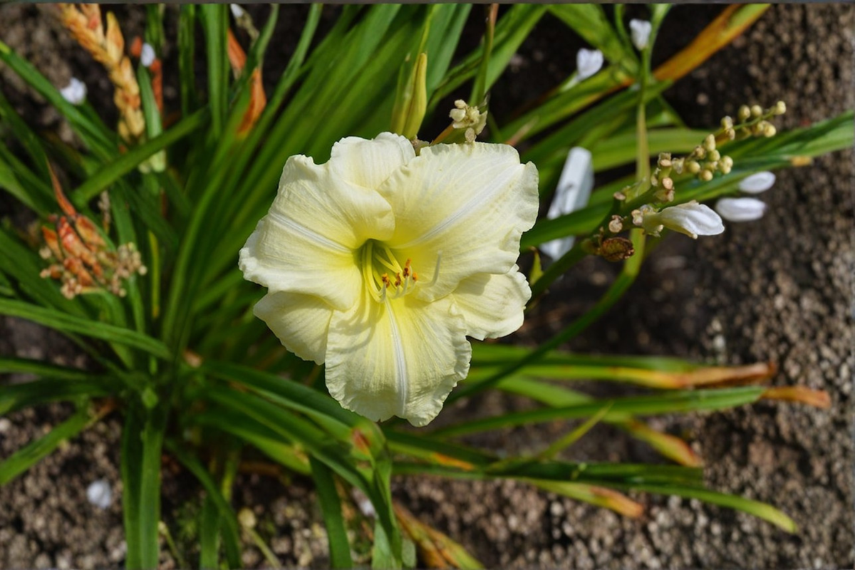 Daylily Joan Senior Bare Root Plants – Creamy White Summer Blooming Perennial Hemerocallis