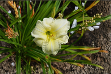 Daylily Joan Senior Bare Root Plants – Creamy White Summer Blooming Perennial Hemerocallis