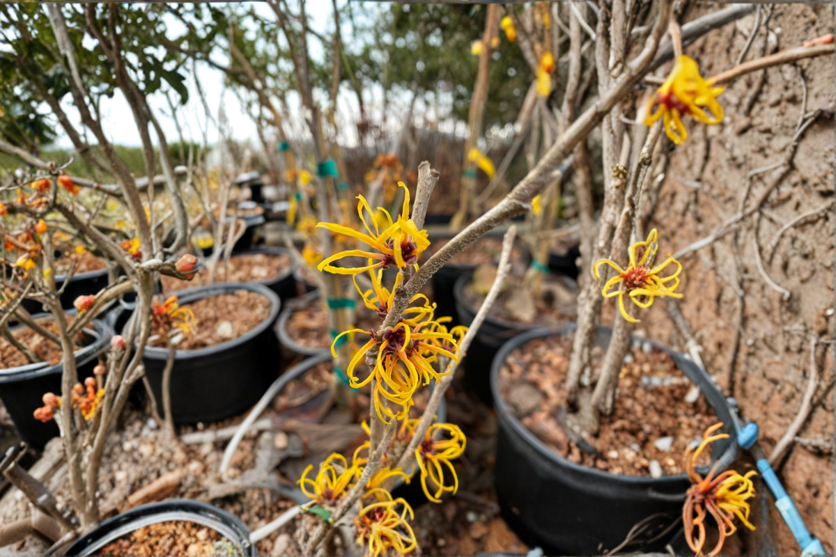 Basma Witch Hazel Live Plant 12 Inch Tall – Hamamelis x intermedia Red Winter Bloom Shrub Garden Plant 1 Year Graft