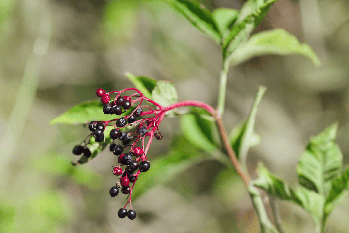 Adams Elderberry – 1 Live Shrub, 3-Gallon Size – Sambucus canadensis ‘Adams’
