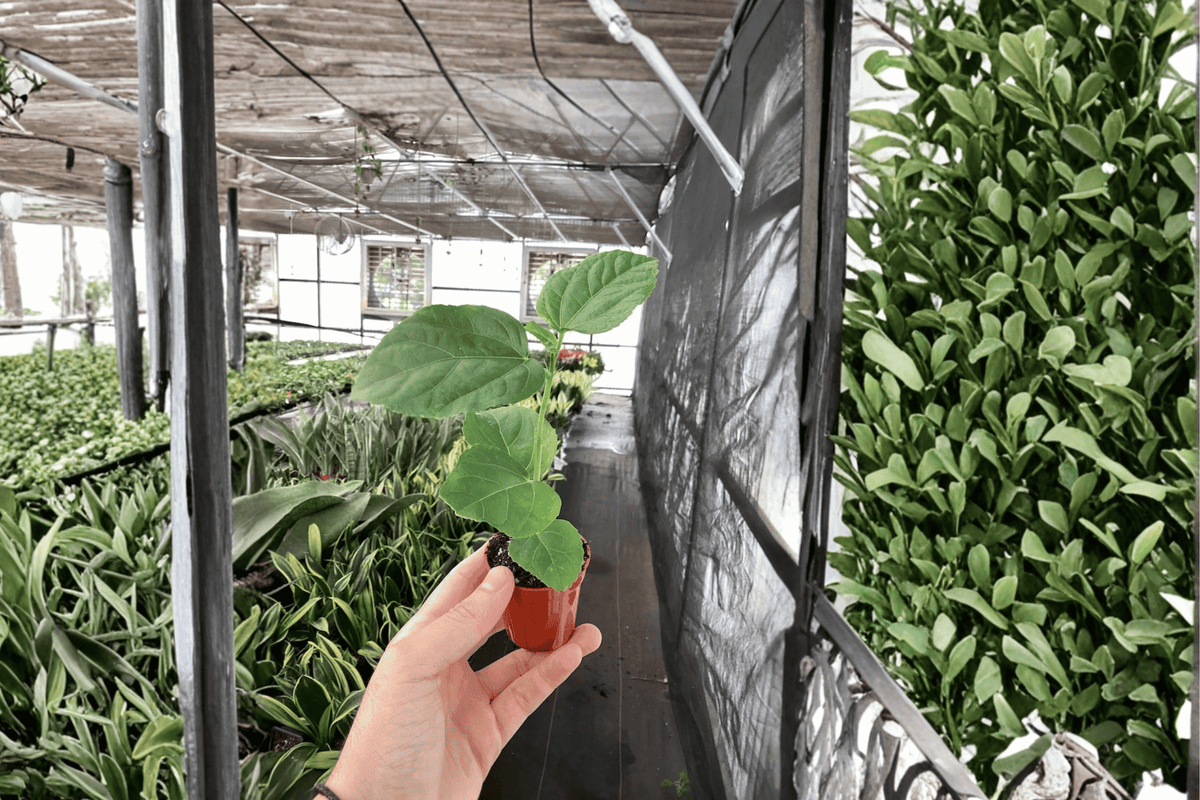 2 El Capitolio Orange Hibiscus Starter Plants – 2-Inch Bare Root Live Hibiscus rosa-sinensis