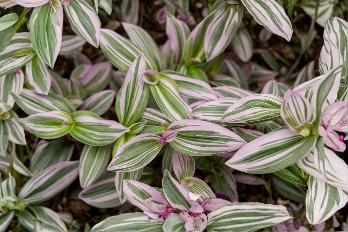 Tradescantia 'Nanouk' Live Plant – 1 Rooted Plant in 4-Inch Nursery Pot – Pink Tradescantia