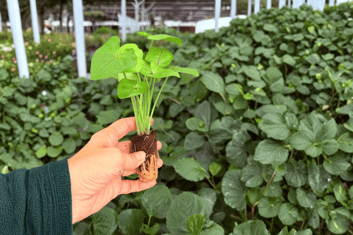 Syngonium Cream Allusion 2 Exact Starter Plants – Syngonium podophyllum ‘Cream Allusion’ Bare Root