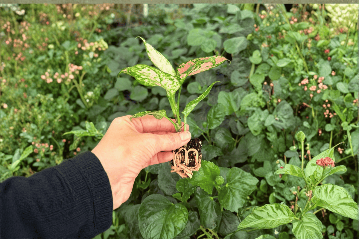 Aglaonema Diamond 2 Exact Starter Live Plants – Aglaonema ‘Diamond’ 2” Size Bare Root