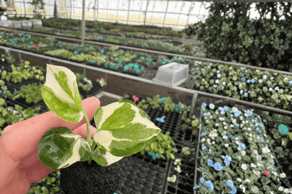 2 Philodendron 'Forest of White' Live Starter Plants – Bare Root
