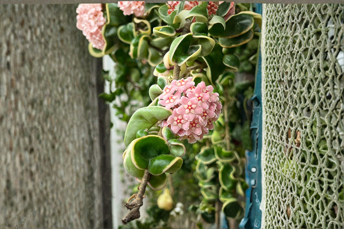 Variegated Hoya Compacta Plant | Rooted Hindu Rope Houseplant | Indoor Trailing Wax Plant | Hoya carnosa â€˜Compacta Variegataâ€™