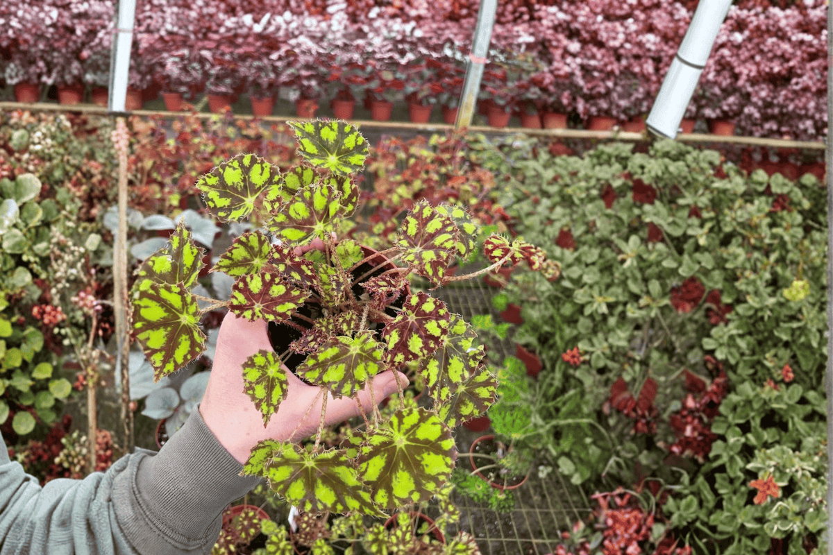 Begonia Tiger Kitten 2 Live Plants – Begonia ‘Tiger Kitten’ 4” Size Bare Root