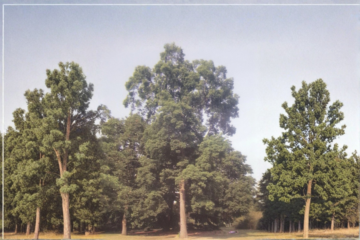 Choctaw Pecan Tree Live Plant 16–24 Inch Nut Tree, Paper Shell Pecan for Garden Orchard, Deciduous Shade Tree
