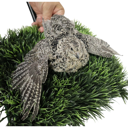 Calico Quail Hatching Eggs