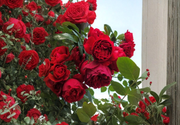Florentina Climbing Rose Cuttings, Red Rose Propagation, Unrooted Rosa 'Florentina' for Grafting & Garden Planting